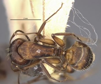 Media type: image;   Entomology 21572 Aspect: habitus dorsal view